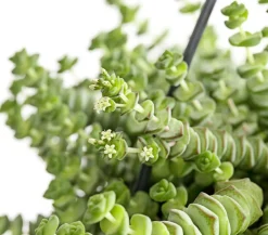 Felsendickblatt - Crassula rupestris subsp. marnieriana 'Hottentot', Ampel