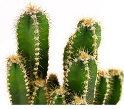 Felsenkaktus - Cereus repandus/Cereus peruvianus