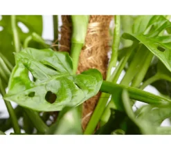 Fensterblatt - Monstera adansonii