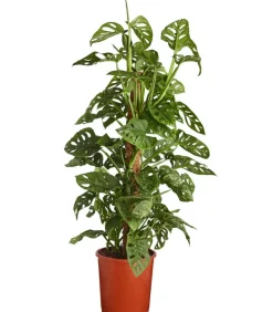 Fensterblatt - Monstera adansonii