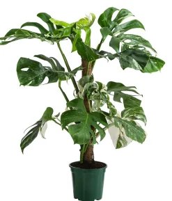 Fensterblatt - Monstera deliciosa 'Variegata' am Moosstab