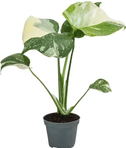 Fensterblatt - Monstera deliciosa 'Thai Constellation', panaschiert