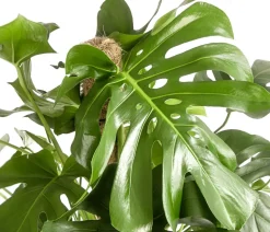 Fensterblatt - Monstera deliciosa am Moosstab
