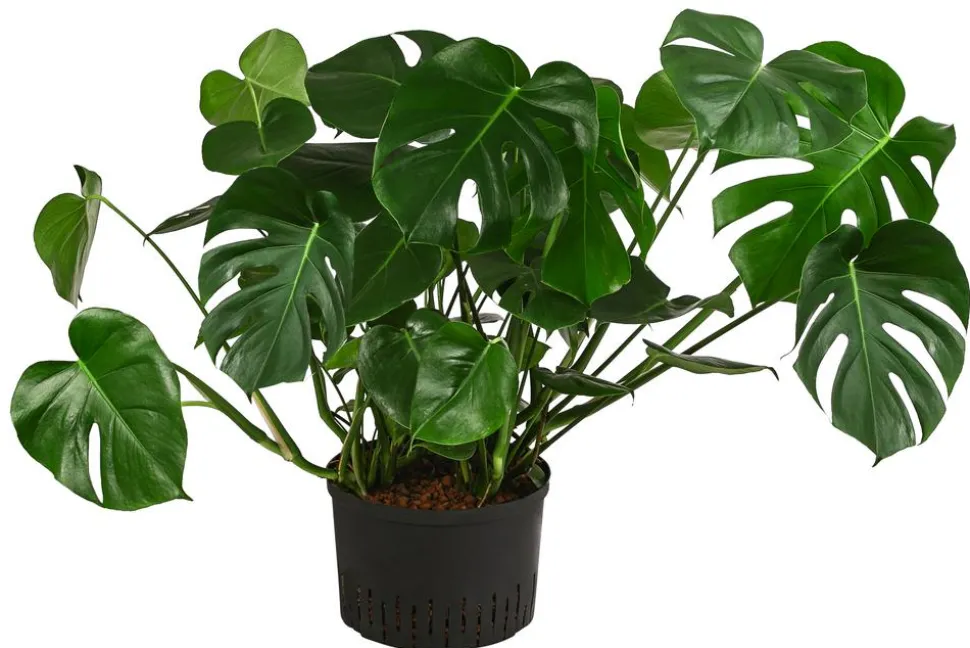 Fensterblatt - Monstera deliciosa, Hydrokultur