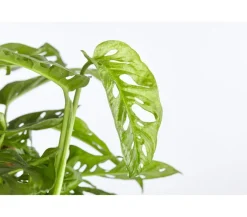 Fensterblatt - Monstera adansonii