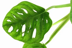 Fensterblatt - Monstera adansonii