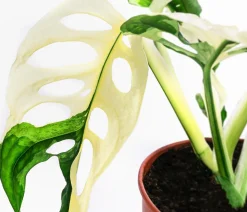 Fensterblatt - Monstera adansonii variegata
