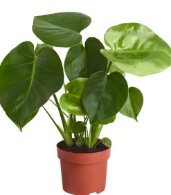 Fensterblatt - Monstera deliciosa