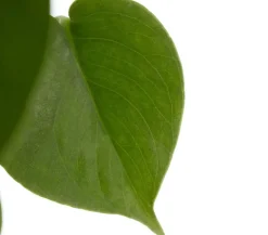 Fensterblatt - Monstera deliciosa