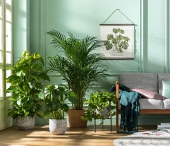 Fensterblatt - Monstera deliciosa