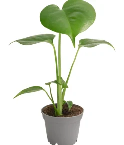Fensterblatt - Monstera deliciosa