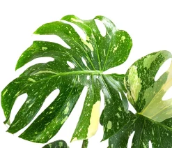 Fensterblatt - Monstera deliciosa 'Thai Constellation', panaschiert