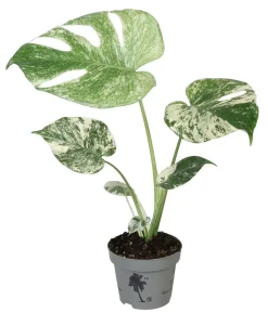 Fensterblatt - Monstera deliciosa 'Mint'