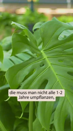 Fensterblatt - Monstera deliciosa