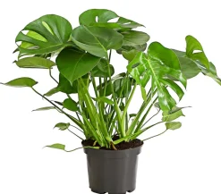 Fensterblatt - Monstera deliciosa