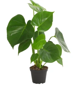 Fensterblatt - Monstera deliciosa