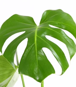 Fensterblatt - Monstera deliciosa