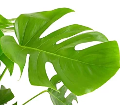 Fensterblatt - Monstera deliciosa am Moosstab
