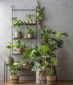 Fensterblatt - Monstera deliciosa am Moosstab