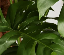 Fensterblatt - Monstera deliciosa am Moosstab