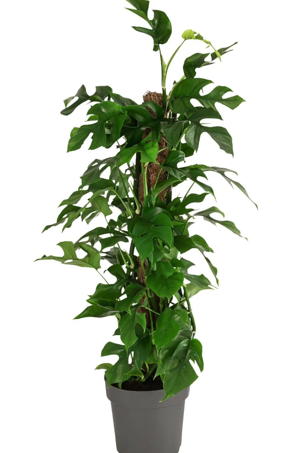 Fensterblatt - Monstera minima/Rhaphidophora tetrasperma