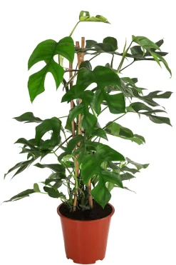 Fensterblatt - Monstera minima/Rhaphidophora tetrasperma