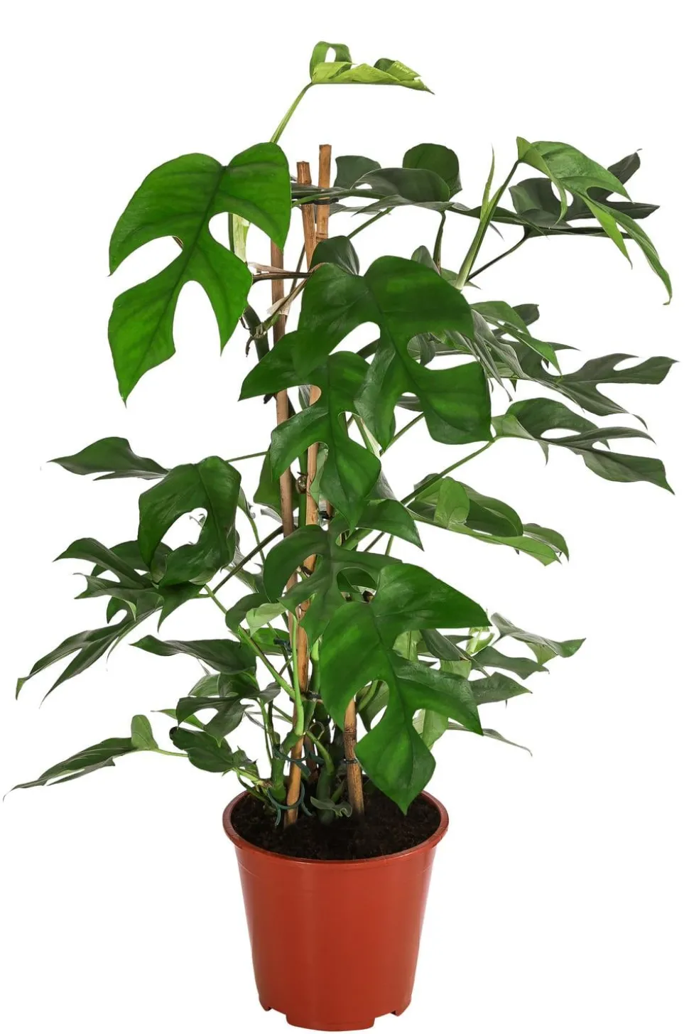 Fensterblatt - Monstera minima/Rhaphidophora tetrasperma