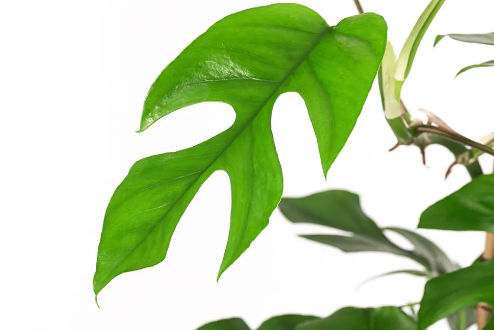 Fensterblatt - Monstera minima/Rhaphidophora tetrasperma