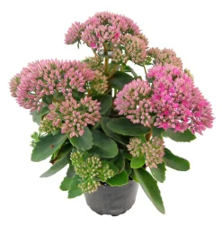 Fetthenne 'Autumn Joy'