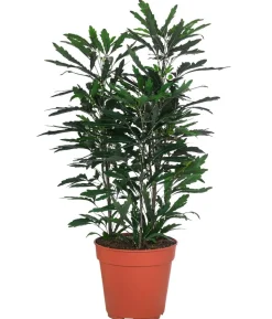 Fingeraralie - Schefflera elegantissima