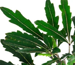 Fingeraralie - Schefflera elegantissima