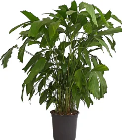 Fischschwanzpalme - Caryota mitis