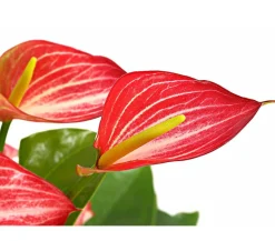 Flamingoblume - Anthurium andreanum 'Livium'