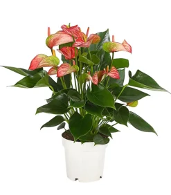 Flamingoblume - Anthurium andreanum 'Livium'