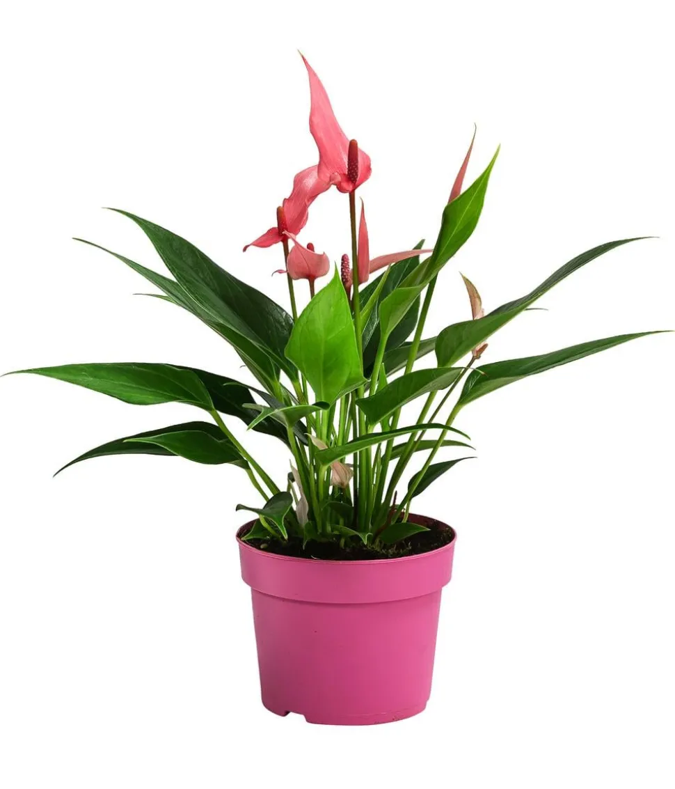 Flamingoblume - Anthurium andreanum 'Lilli'