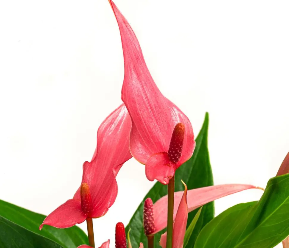 Flamingoblume - Anthurium andreanum 'Lilli'