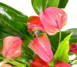 Flamingoblume - Anthurium andreanum 'Lila Forino'
