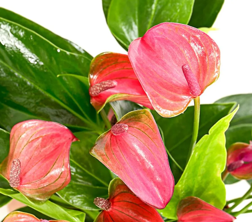 Flamingoblume - Anthurium andreanum 'Lila Forino'