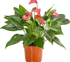 Flamingoblume - Anthurium andreanum 'Lila Forino'