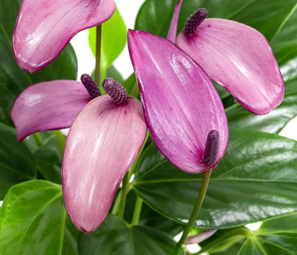 Flamingoblume - Anthurium andreanum 'Zizou'
