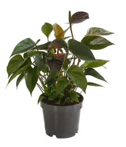 Flamingoblume - Anthurium andreanum 'Black Karma'
