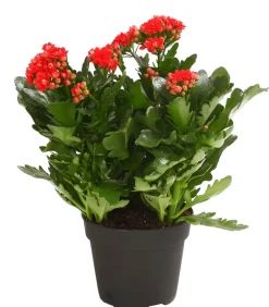 Flammendes Käthchen - Kalanchoe blossfeldiana, gefüllt