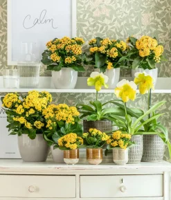 Flammendes Käthchen - Kalanchoe blossfeldiana