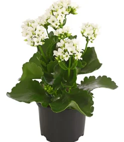 Flammendes Käthchen - Kalanchoe blossfeldiana