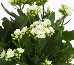 Flammendes Käthchen - Kalanchoe blossfeldiana