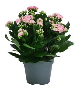 Flammendes Käthchen - Kalanchoe blossfeldiana, gefüllt