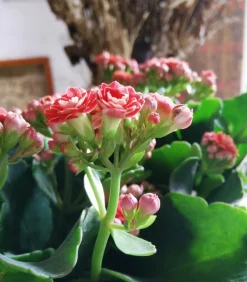 Flammendes Käthchen - Kalanchoe blossfeldiana