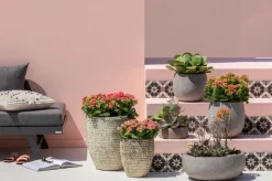 Flammendes Käthchen - Kalanchoe blossfeldiana