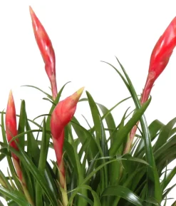 Flammendes Schwert - Vriesea Multiflora 'Astrid', in Keramik