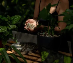 Floragard Green Jungle Mix